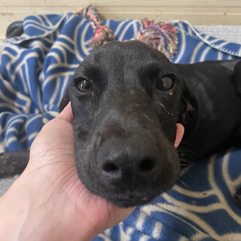 A young small-sized female Black Labrador Retriever dog named Nicole for adoption in Ruston, LA