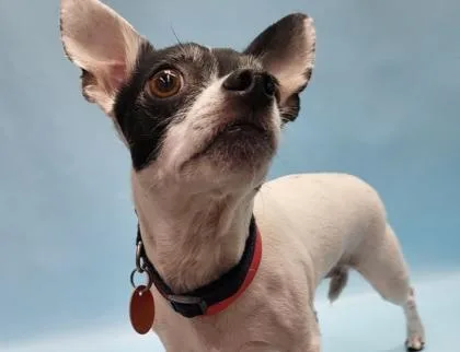 An adult small-sized female Chihuahua dog named Hensley for adoption in Golden Valley, MN