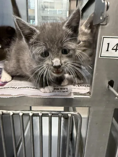 A baby small-sized male Domestic Short Hair cat named Fatso for adoption in Baytown, TX