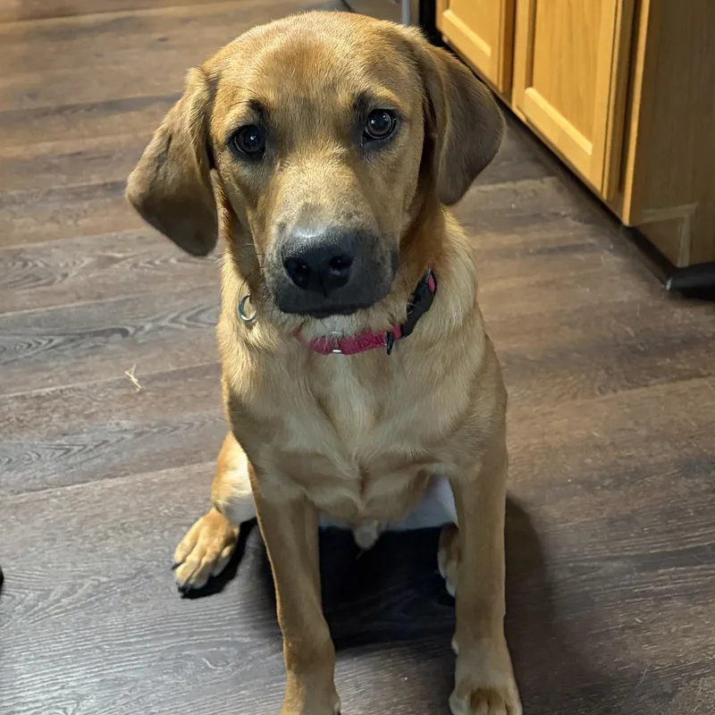 Shiloh