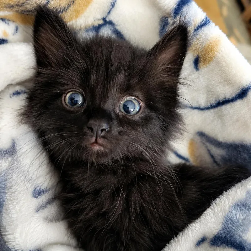 A baby small-sized male Black Domestic Medium Hair cat named Goliath Long for adoption in Woodstock, VA