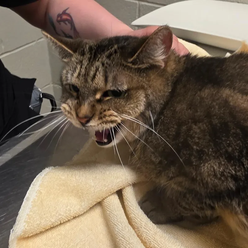 An adult medium-sized male Brown / Chocolate Domestic Short Hair cat named Theo for adoption in Bristol, IN