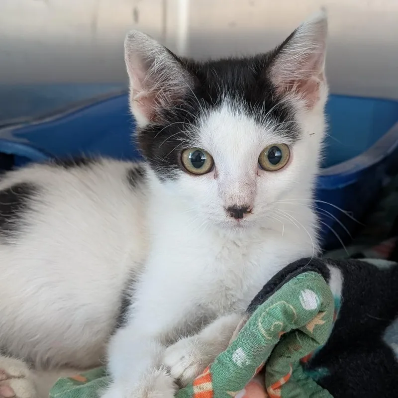 A baby small-sized male Black Domestic Short Hair cat named Moo Moo for adoption in Canton, IL