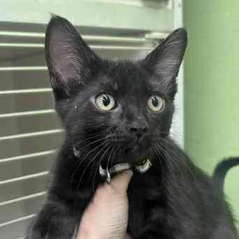 A baby small-sized female Black Domestic Short Hair cat named Turmeric for adoption in Durango, CO