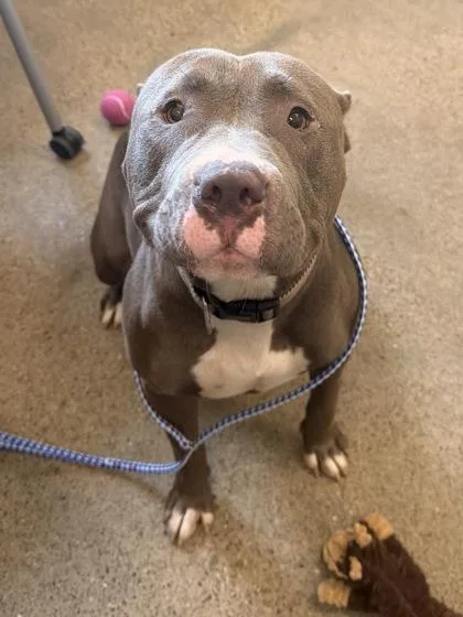 An adult large-sized female Gray / Blue / Silver Pit Bull Terrier dog named Sassafrass for adoption in Cleveland, OH