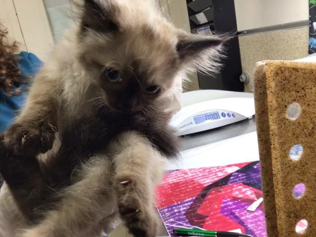 A baby small-sized male Domestic Short Hair cat named Mokka for adoption in Riverside, CA
