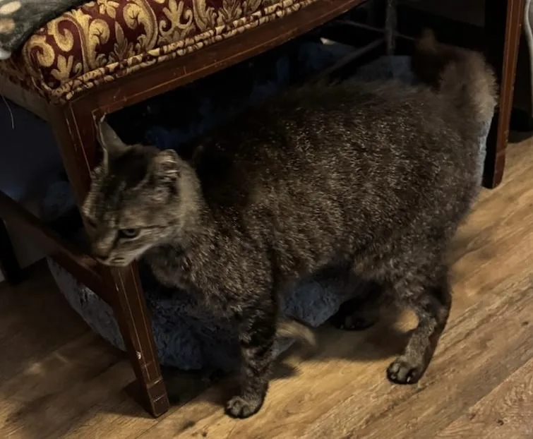 A senior small-sized female Domestic Short Hair cat named Mit female for adoption in Anderson , SC