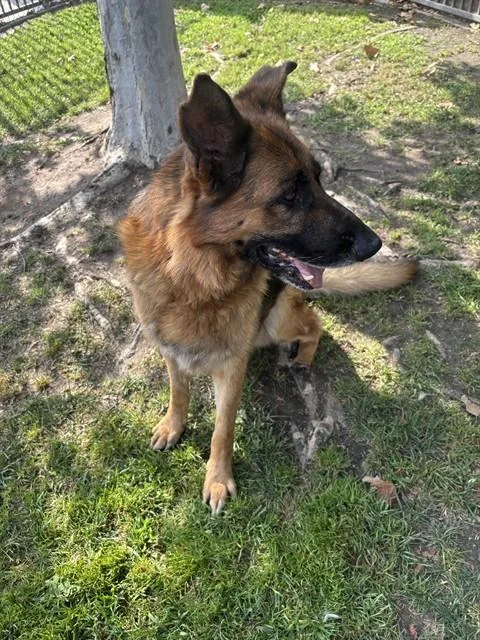 An adult large-sized male German Shepherd Dog dog named Alfred for adoption in Riverside, CA