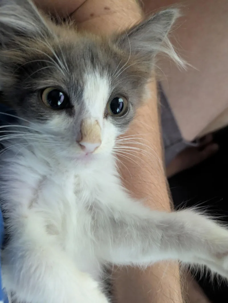 A baby medium-sized male Gray & White Domestic Medium Hair cat named Aang for adoption in Orlando, FL