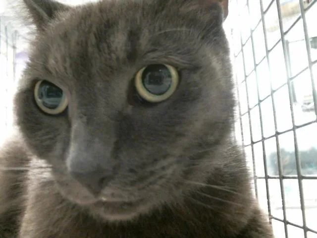 An adult large-sized male Domestic Short Hair cat named Stanlee for adoption in Houston, TX