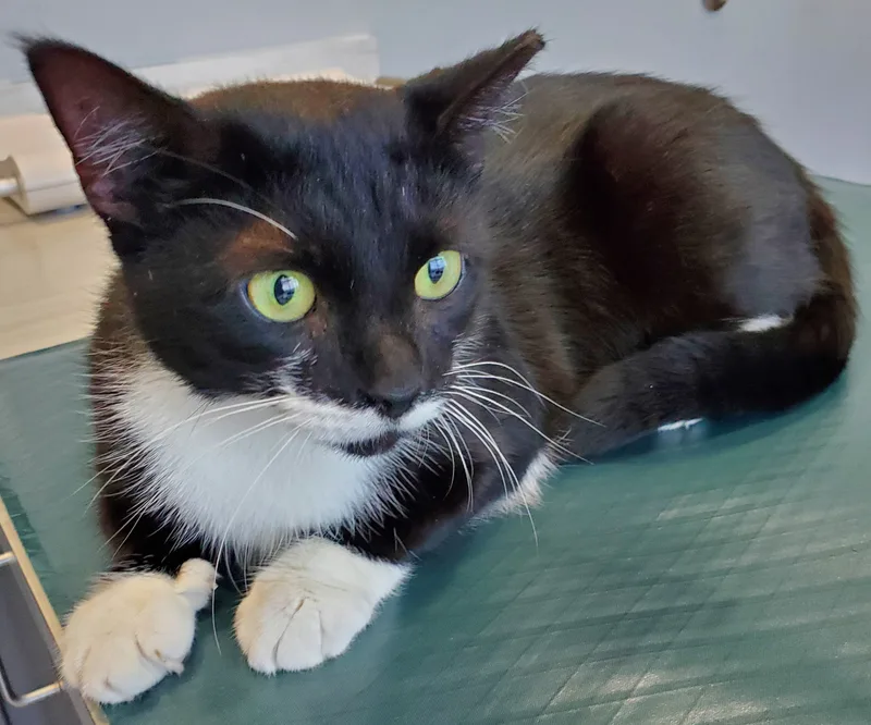 An adult medium-sized female Black & White / Tuxedo Domestic Short Hair cat named Suzie Q for adoption in Smyrna, DE