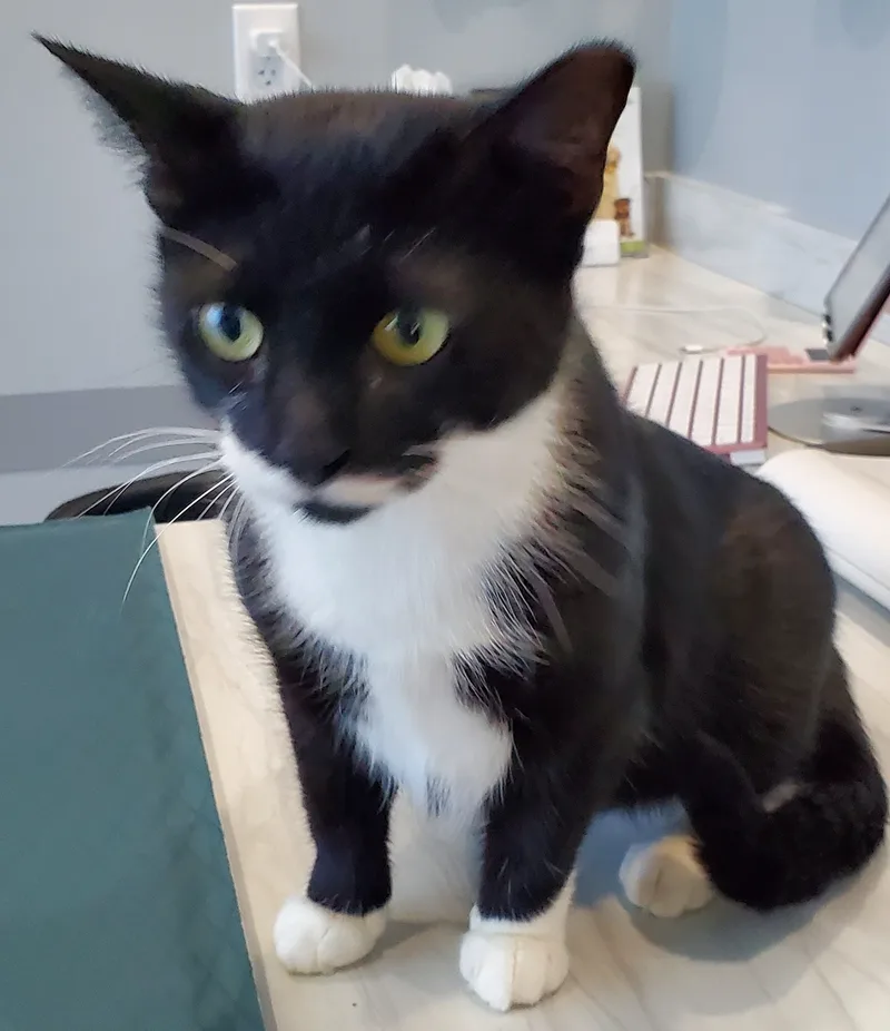 Suzie Q thumbnail 3
