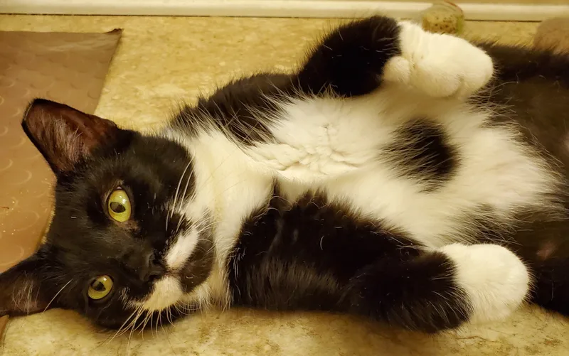 Suzie Q thumbnail 4