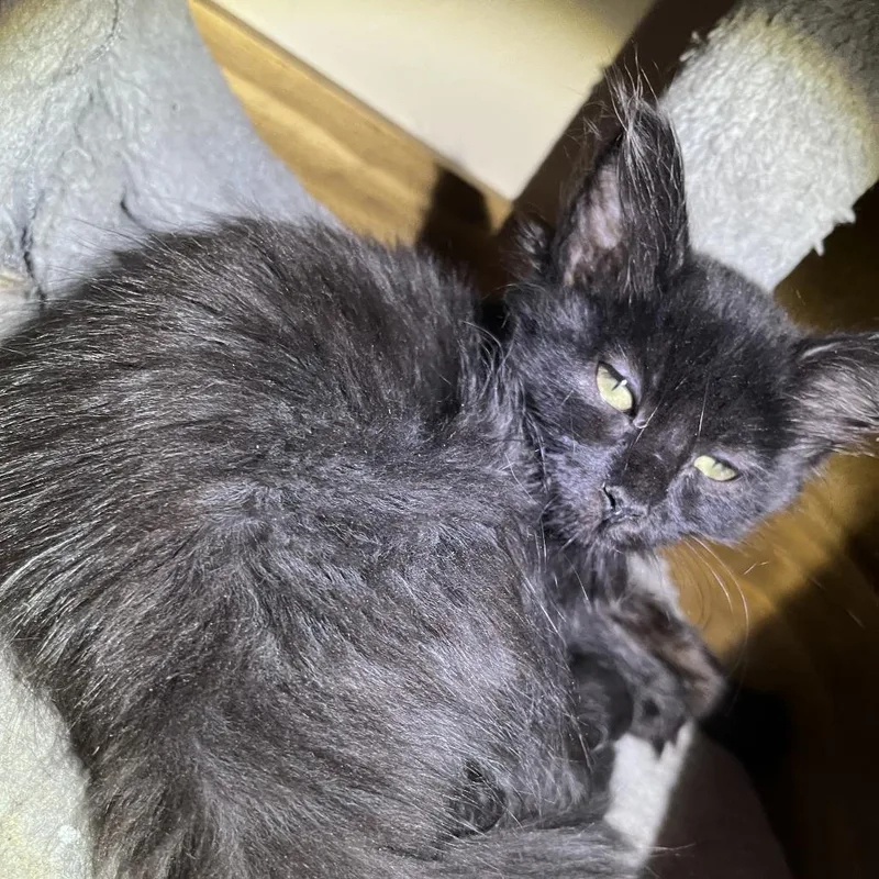 A baby small-sized female Smoke Domestic Short Hair cat named Smokey for adoption in Pleasanton, CA