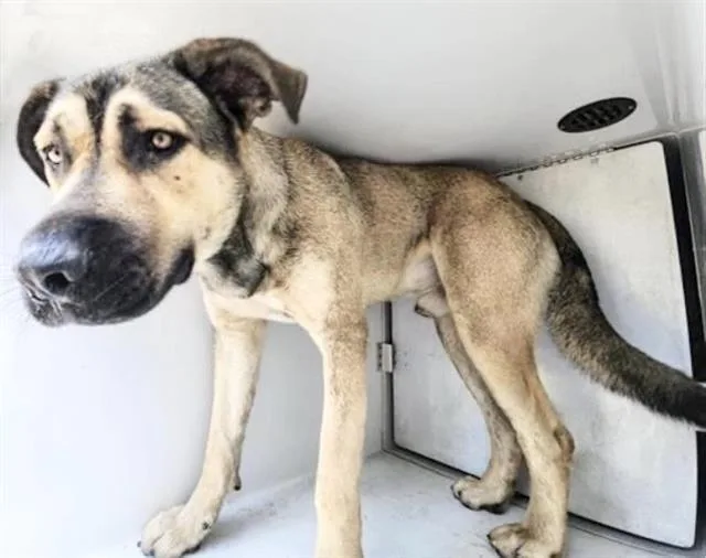 An adult large-sized male Mastiff dog named A for adoption in Houston, TX