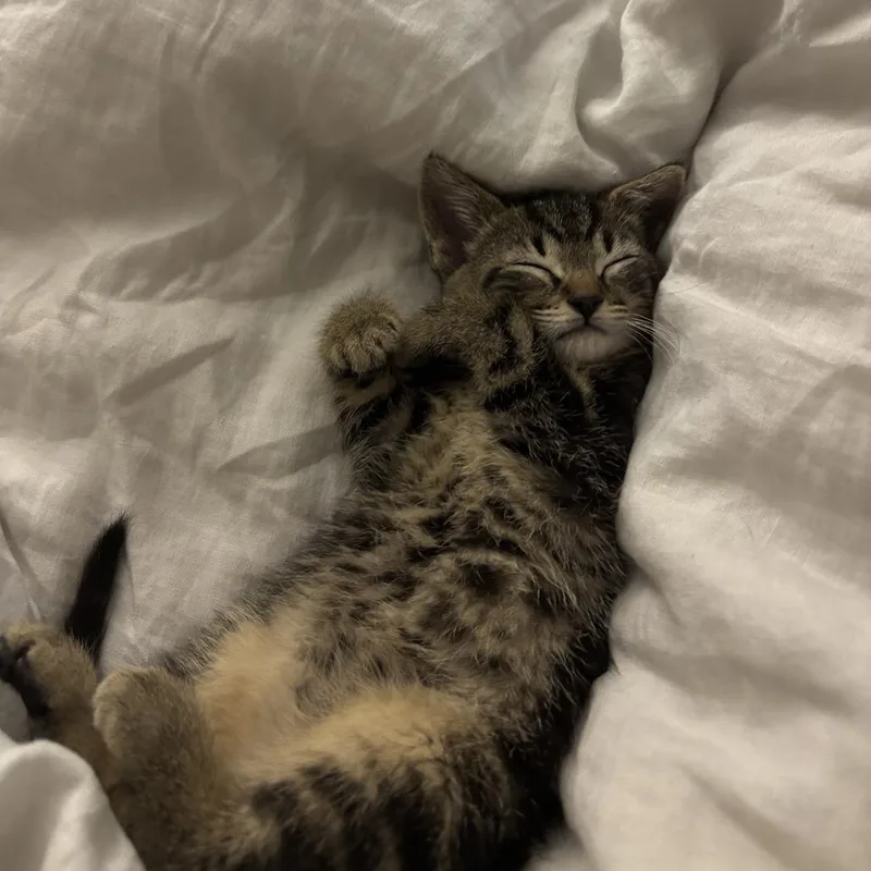 A baby small-sized male Brown / Chocolate Domestic Short Hair cat named Levi for adoption in Wheeling, IL