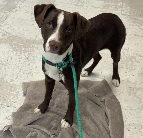 A young medium-sized female Border Collie dog named Spring for adoption in Salt Lake City, UT