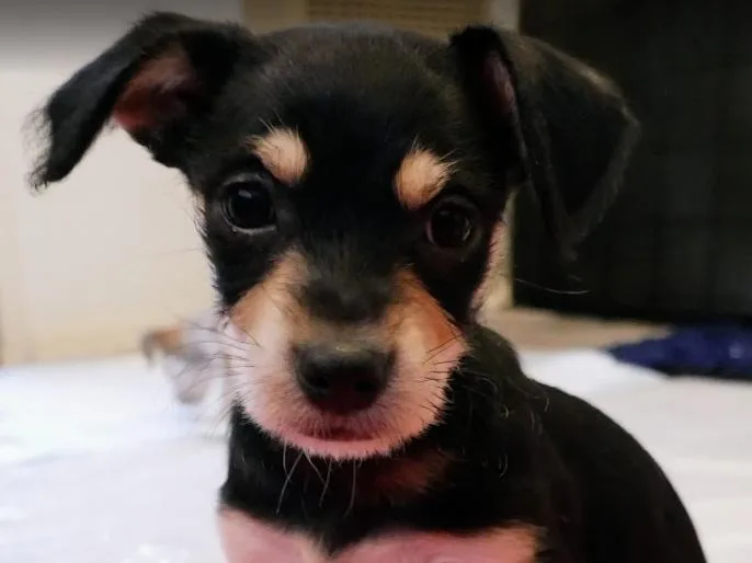 Bell Pepper thumbnail 2