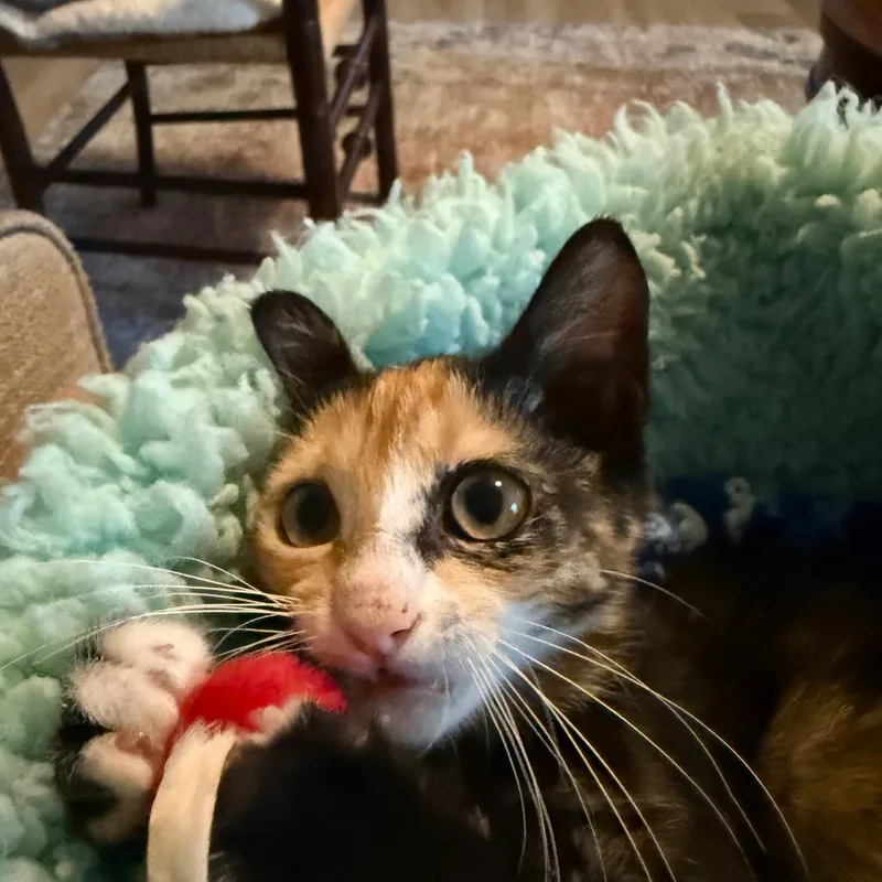 A baby small-sized female Calico Domestic Short Hair cat named Candy Cabernet for adoption in Prosper, TX