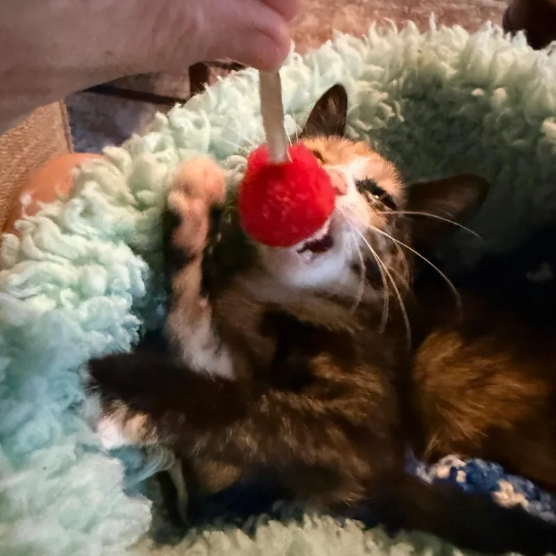 Candy Cabernet thumbnail 2