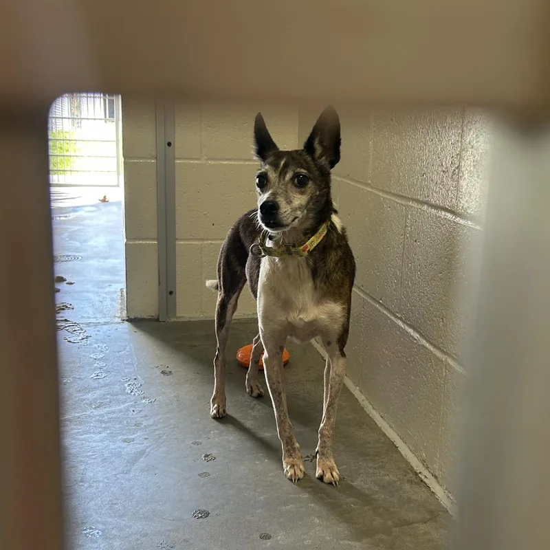 A senior small-sized male Jack Russell Terrier dog named Harley for adoption in East Smithfield , PA