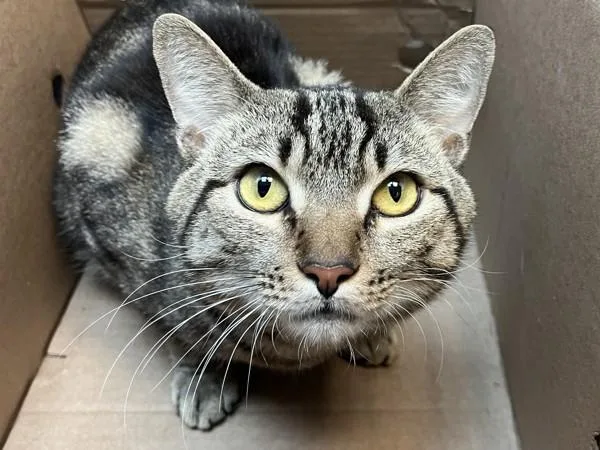 An adult medium-sized male Domestic Short Hair cat named Jack Of All Trades for adoption in New York, NY