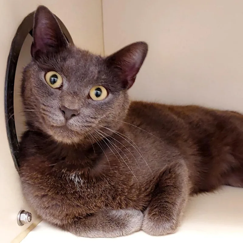 An adult medium-sized male Gray / Blue / Silver Domestic Short Hair cat named Char for adoption in Dayton, OH