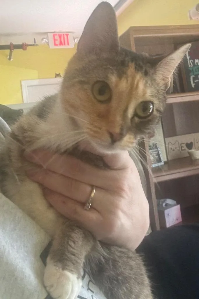 A baby small-sized female Domestic Short Hair cat named Puzzle for adoption in Gorham, ME