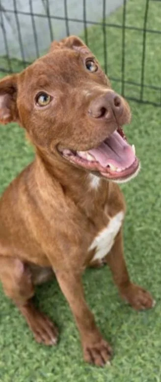 Rosie Fabulous thumbnail 2