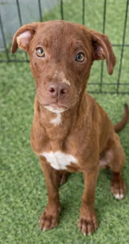 Rosie Fabulous thumbnail 3