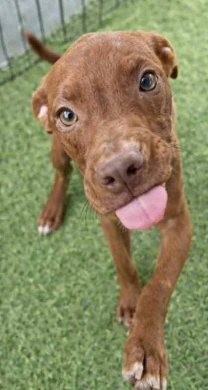 Rosie Fabulous thumbnail 4