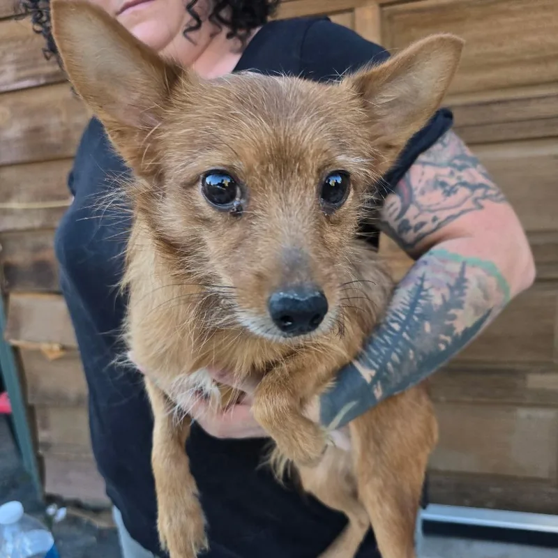 A young small-sized male Chihuahua dog named Goblin for adoption in Klamath Falls, OR