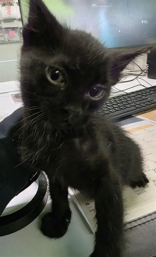 A baby small-sized male Domestic Short Hair cat named Midnight for adoption in Los Angeles, CA