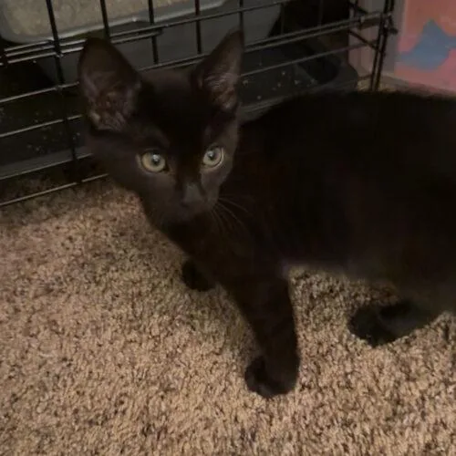 A baby small-sized male Black Domestic Short Hair cat named Onyx for adoption in Edmond, OK