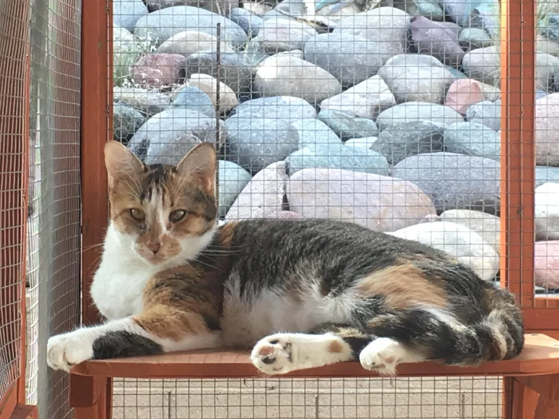 An adult large-sized female Domestic Short Hair cat named Fiona for adoption in Tucson, AZ