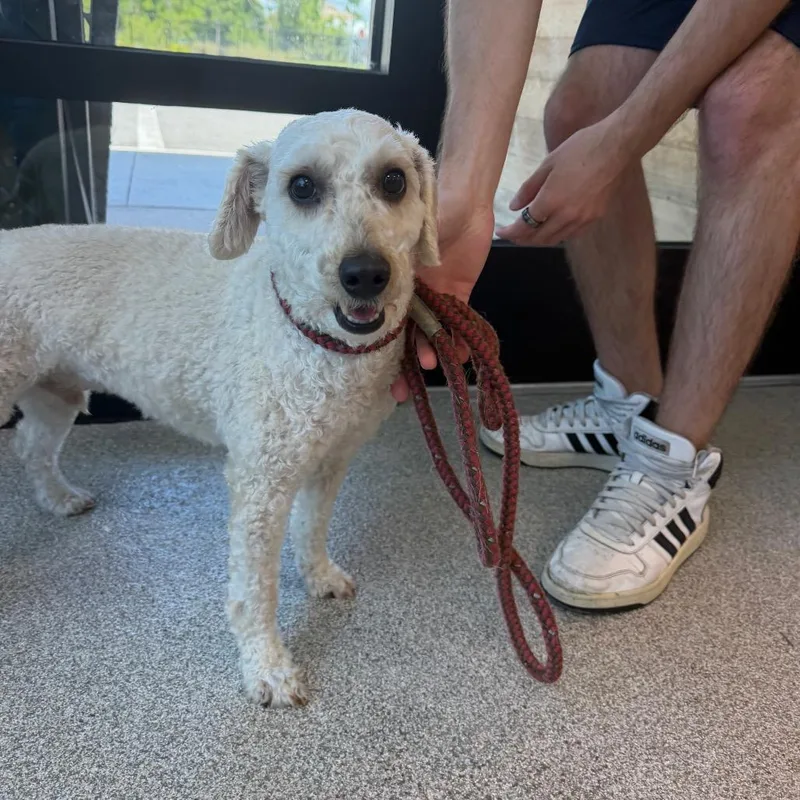 A senior small-sized male White / Cream Mixed Breed dog named Noodle for adoption in Englewood, FL