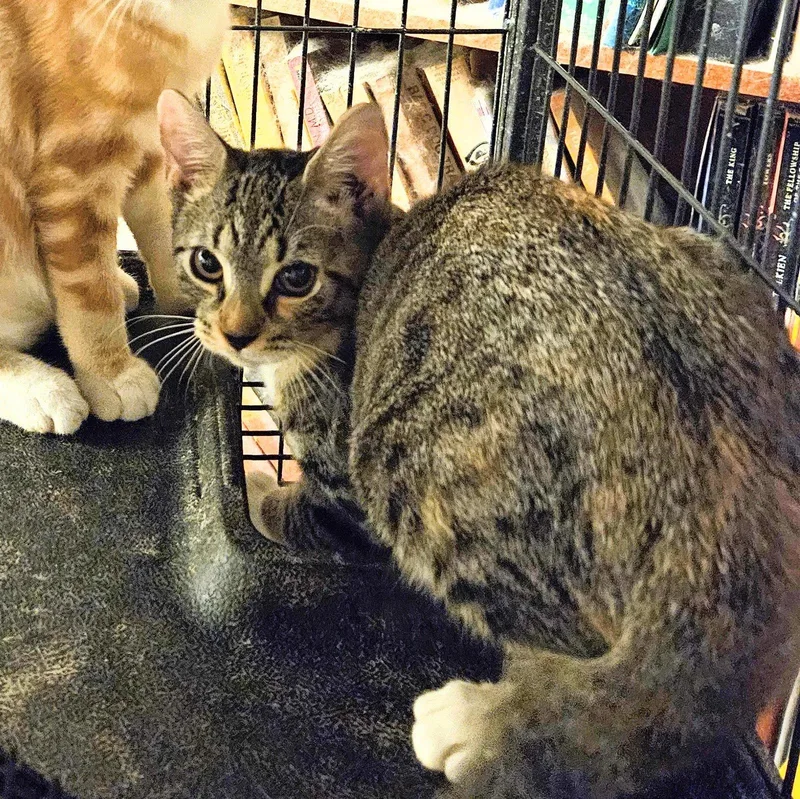 A baby medium-sized female Domestic Short Hair cat named Sara Jane for adoption in Tampa, FL