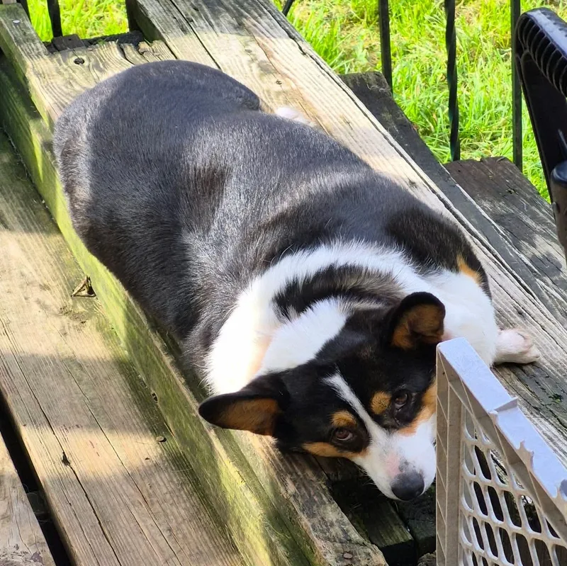 A young medium-sized female Tricolor (Brown, Black, & White) Pembroke Welsh Corgi dog named Lulu for adoption in Brockport, NY