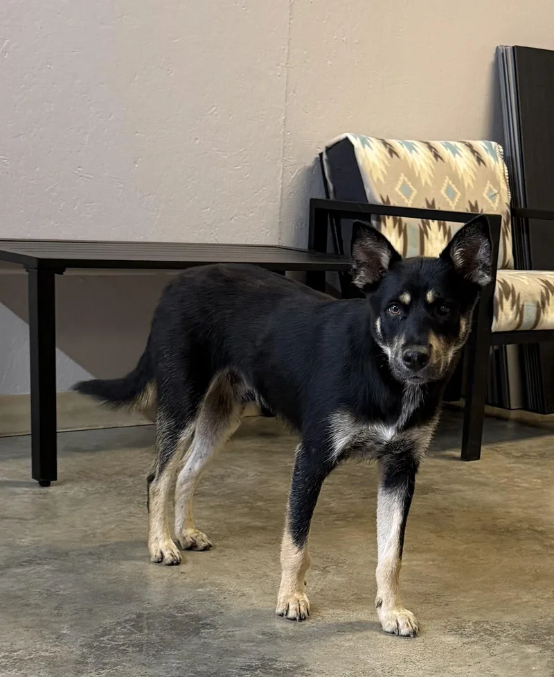 An adult medium-sized male Black Shiba Inu dog named Rodarius for adoption in Grove, OK