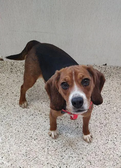 An adult medium-sized male Tricolor (Brown, Black, & White) Beagle dog named Bogey for adoption in Cape May Court House, NJ