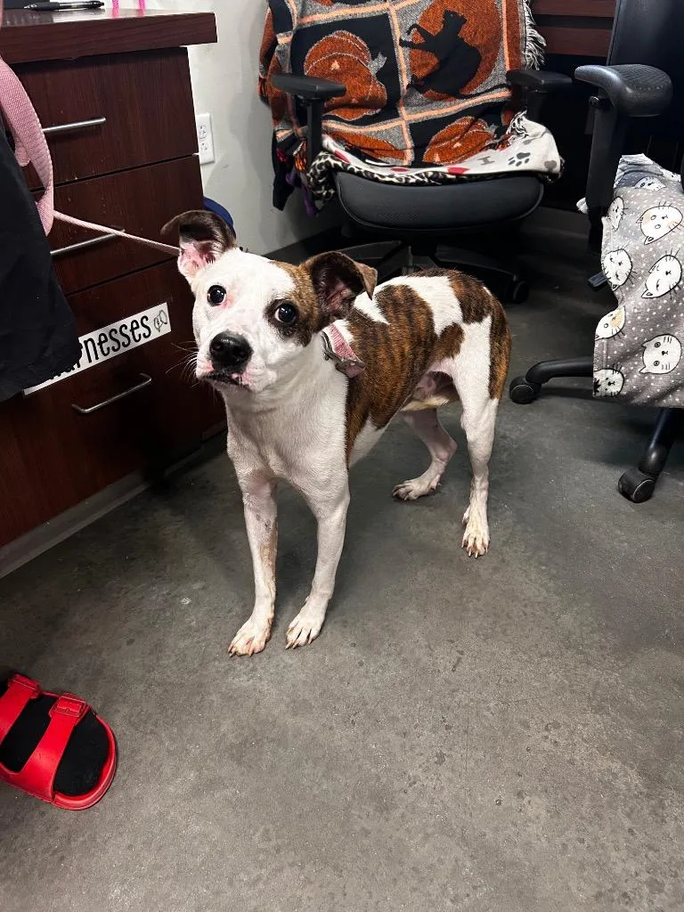 A young medium-sized male Pit Bull Terrier dog named Skippy for adoption in Gautier, MS