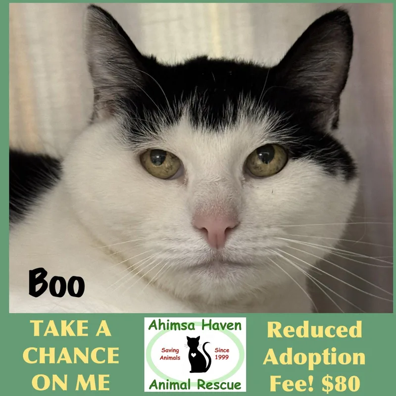 A senior medium-sized female Black & White / Tuxedo Domestic Short Hair cat named Boo for adoption in Winchendon, MA