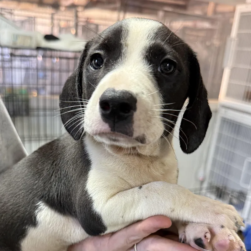 A baby medium-sized male Black Mixed Breed dog named French Cruller for adoption in Columbia, SC