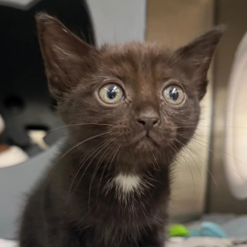 A baby small-sized female Black Domestic Short Hair cat named Guess for adoption in West Palm Beach, FL
