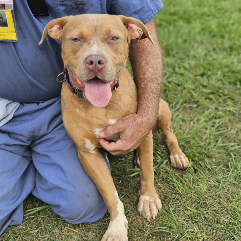 An adult large-sized female Yellow / Tan / Blond / Fawn American Bulldog dog named Bindi for adoption in Valdosta , GA