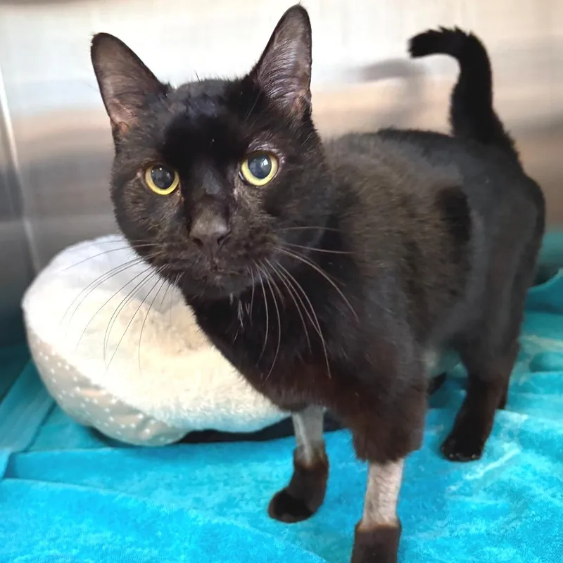 A senior medium-sized male Black Domestic Short Hair cat named Billy for adoption in East Hampton, NY
