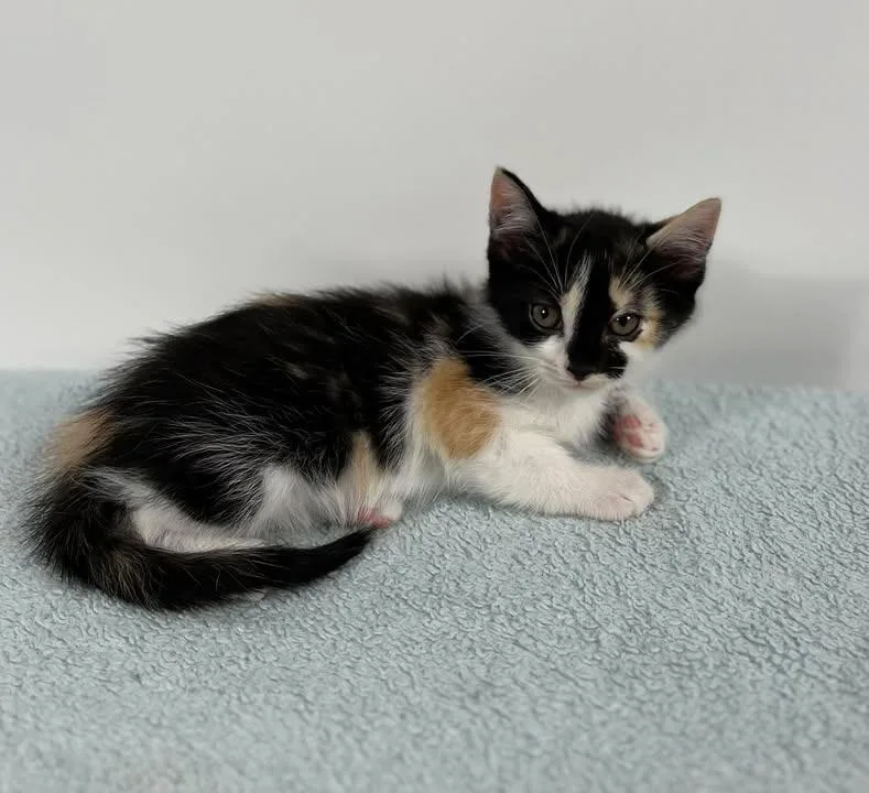 A baby small-sized female Domestic Short Hair cat named Glamour for adoption in Effingham, IL