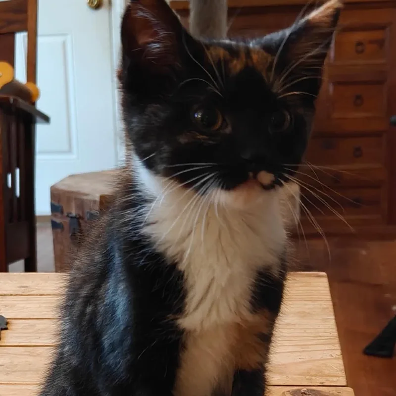 A baby small-sized female Calico Domestic Short Hair cat named Nora for adoption in Overland Park, KS