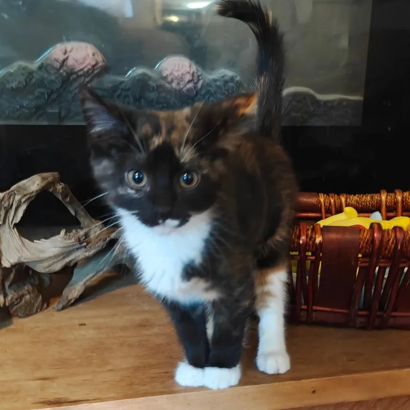 Nora thumbnail 2