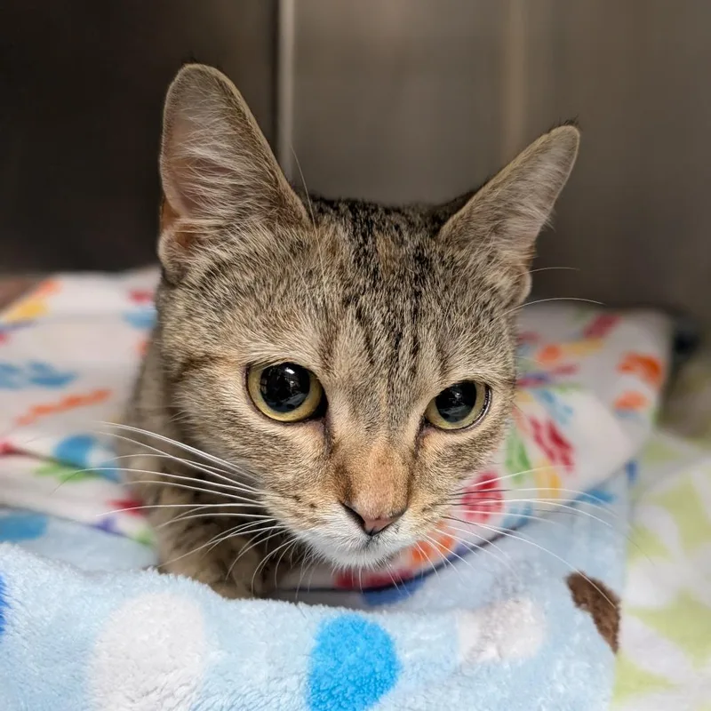 A young medium-sized female Brown / Chocolate Domestic Short Hair cat named Pawdrey Hepburn for adoption in Titusville, FL